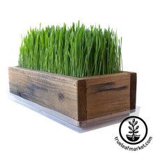 Load image into Gallery viewer, Barnwood Planter Organic Wheatgrass Kit