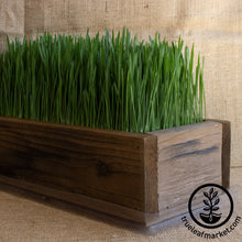 Load image into Gallery viewer, Barnwood Planter Organic Wheatgrass Kit