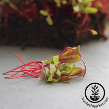 Load image into Gallery viewer, FALSE