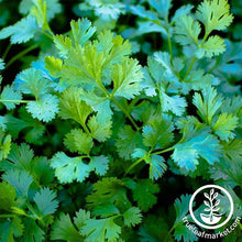 Load image into Gallery viewer, Easy & Delicious Bilingual Herb Seed Collection