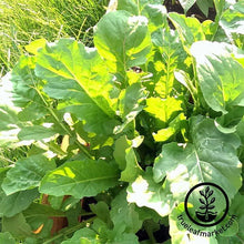 Load image into Gallery viewer, Easy &amp; Delicious Bilingual Herb Seed Collection
