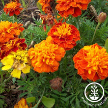 Load image into Gallery viewer, Fast &amp; Easy Bilingual Flower Seed Collection
